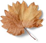 latte leaf